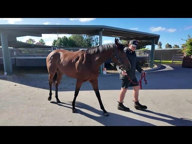 Wootton Bassett / Visenya 23 Filly