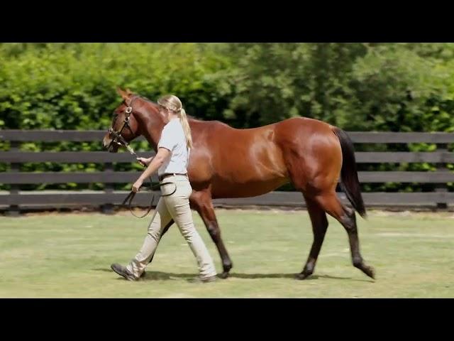 Super Seth X Notimetowaste '24 Colt