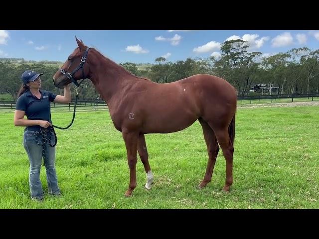 St Mark's Basilica x Stoked