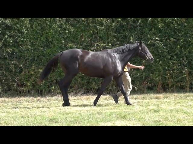 Stratosphere x Vahvuus Filly