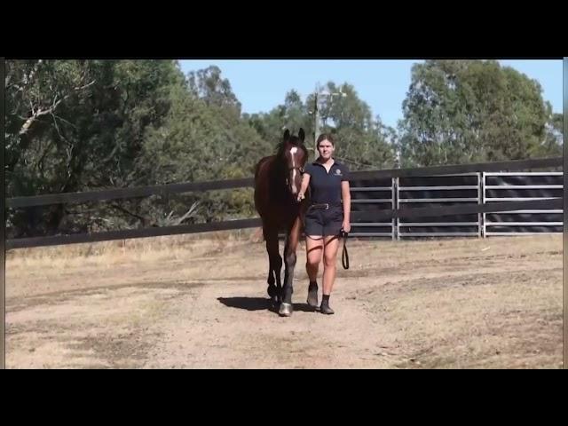 Extreme Warrior x Come On Over '24 Colt