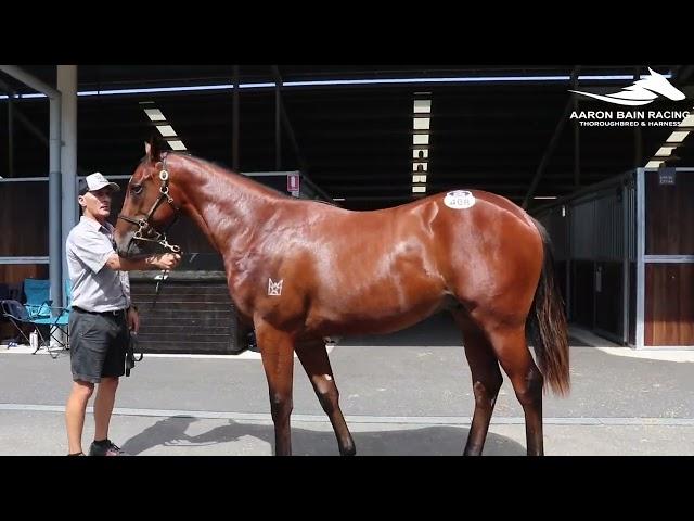In The Congo x Stolen Glance '24 Colt(Thoroughbred)
