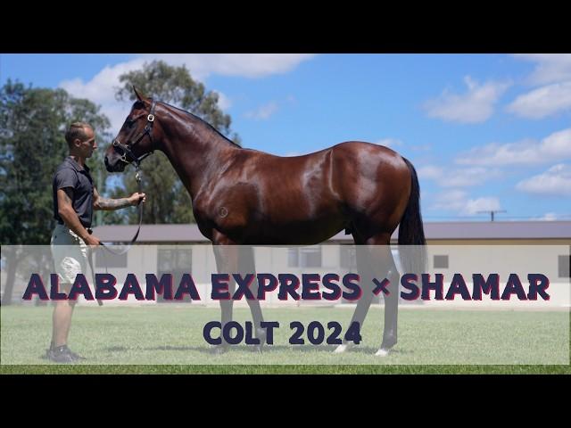 Alabama Express x Shamar