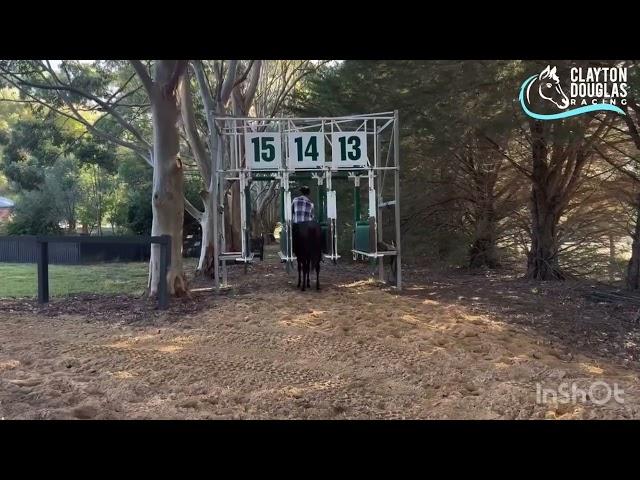 Harry Angel x Kings Brook
