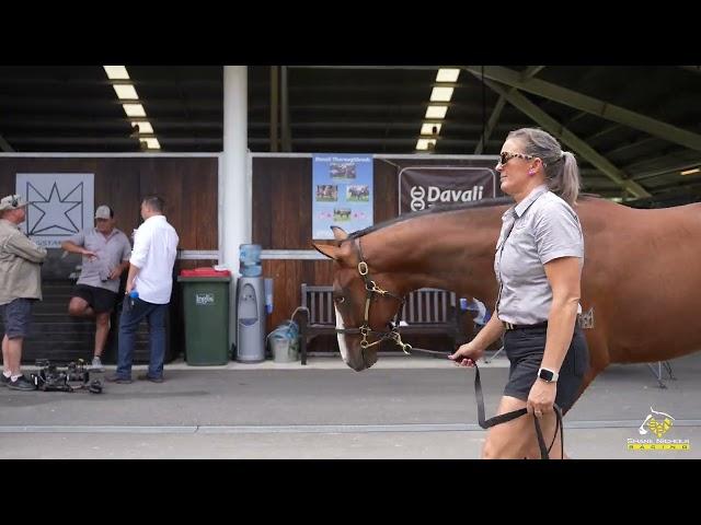 Wild Ruler x Woburn Abbey '24 Filly