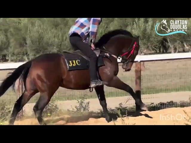 Supido x Dinkum Diamond
