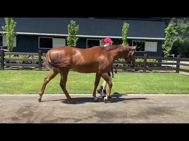 Bivouac x Free Thrills '24 Filly