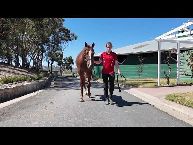 Lucky Vega x Just Like Fire '23 Colt (Thoroughbred)