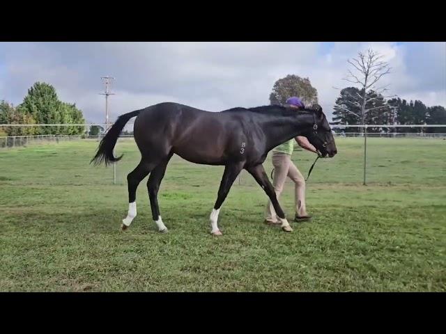 Hellbent x Charleah Colt