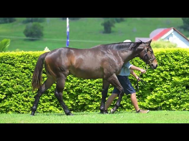 A colt : Better Than Ready x Zunaida