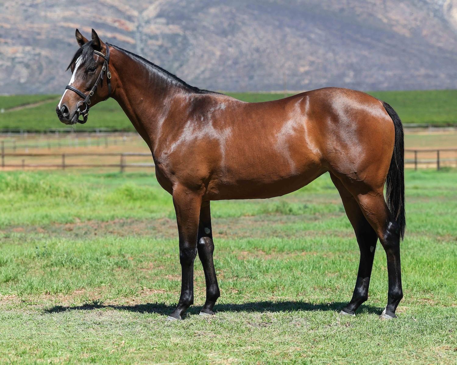 horse-image