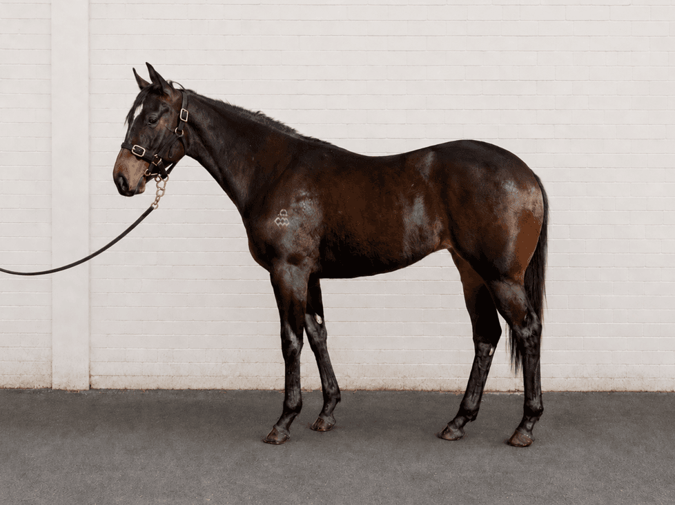 horse-image