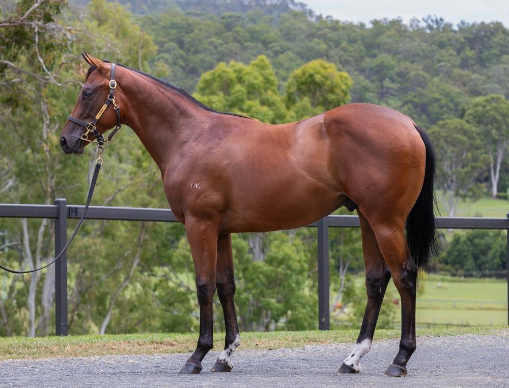 horse-image