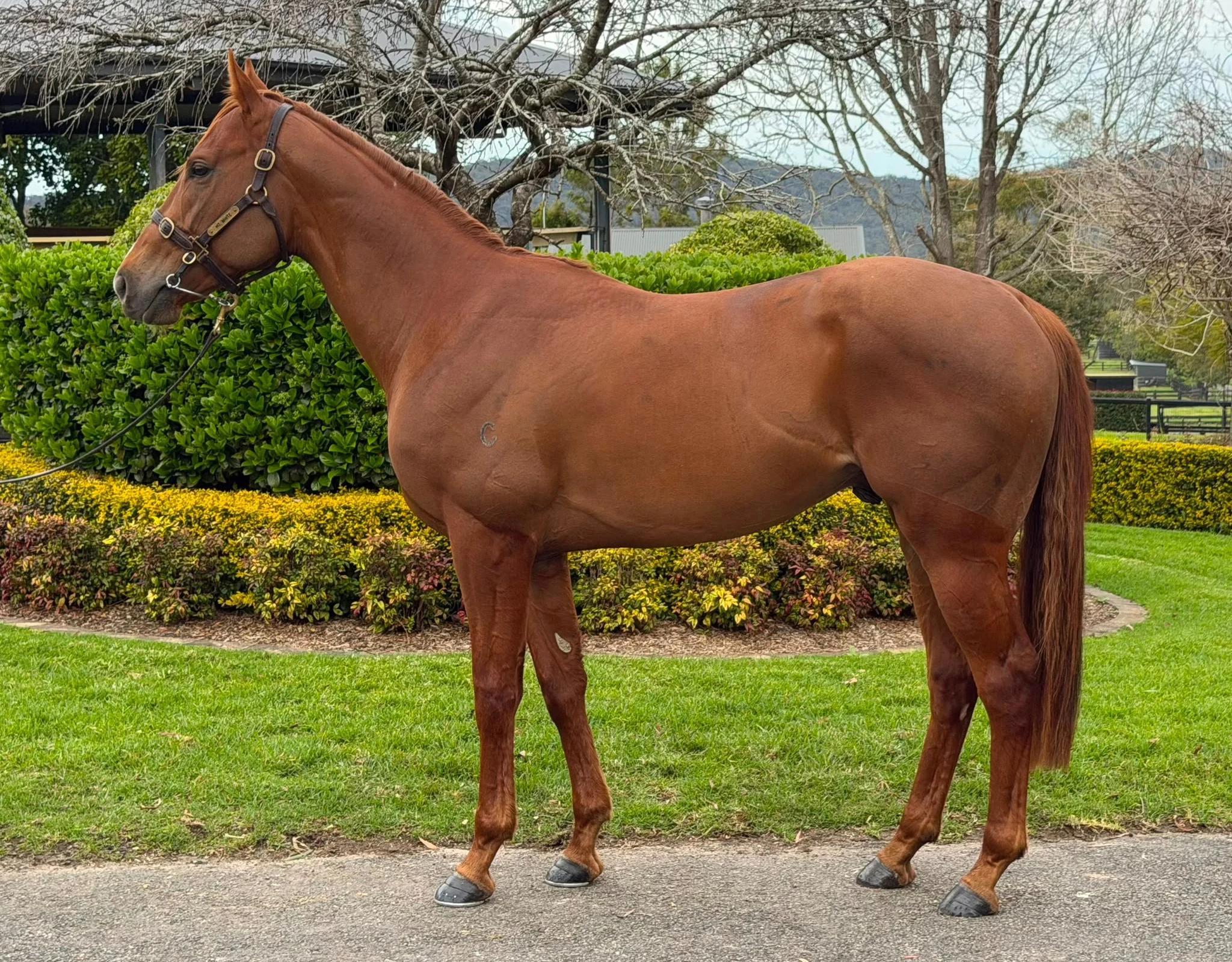 horse-image