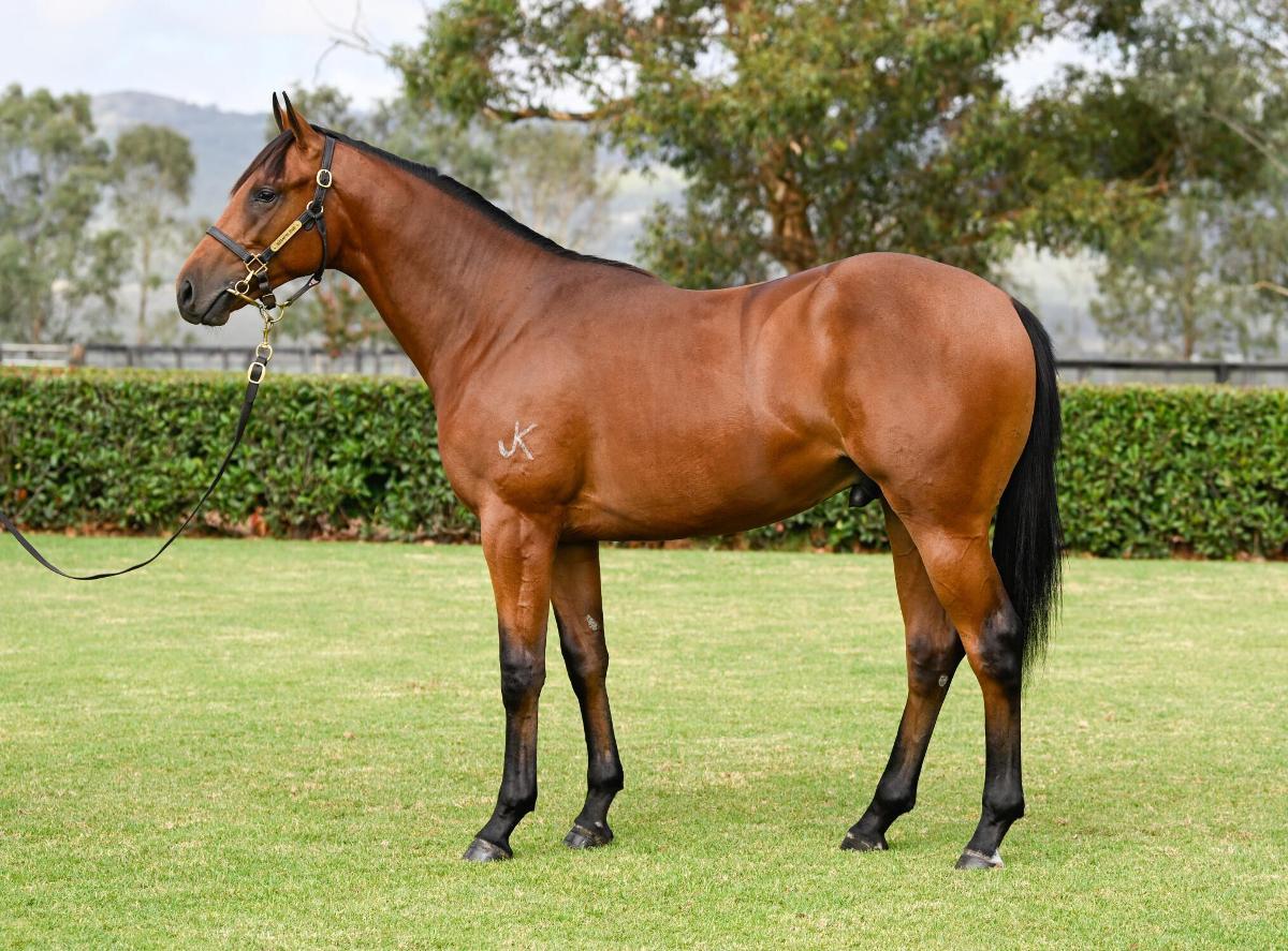 Too Darn Hot x Saunter colt