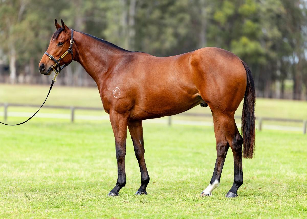 Jacquinot x Theatric