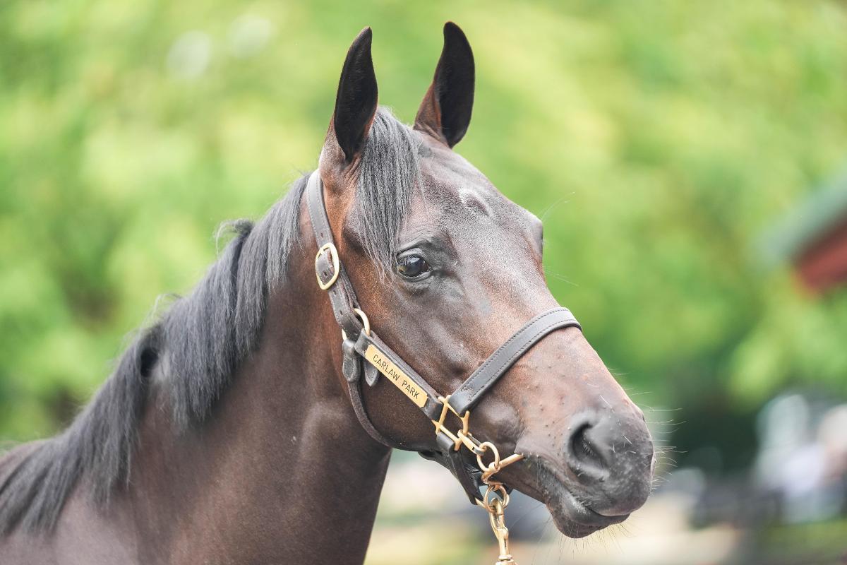 Savabeel/Irish Cream '23