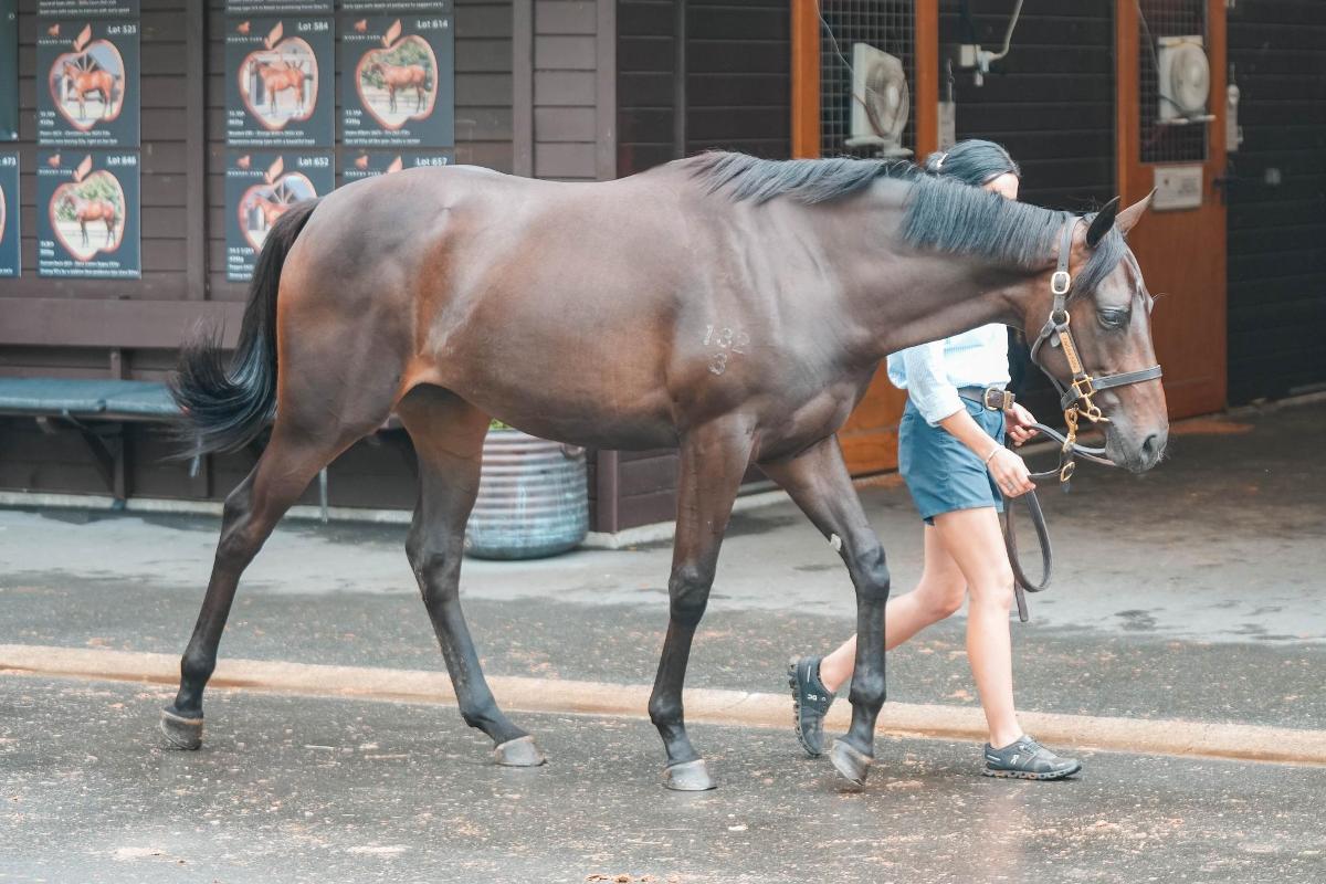 Savabeel/Irish Cream '23