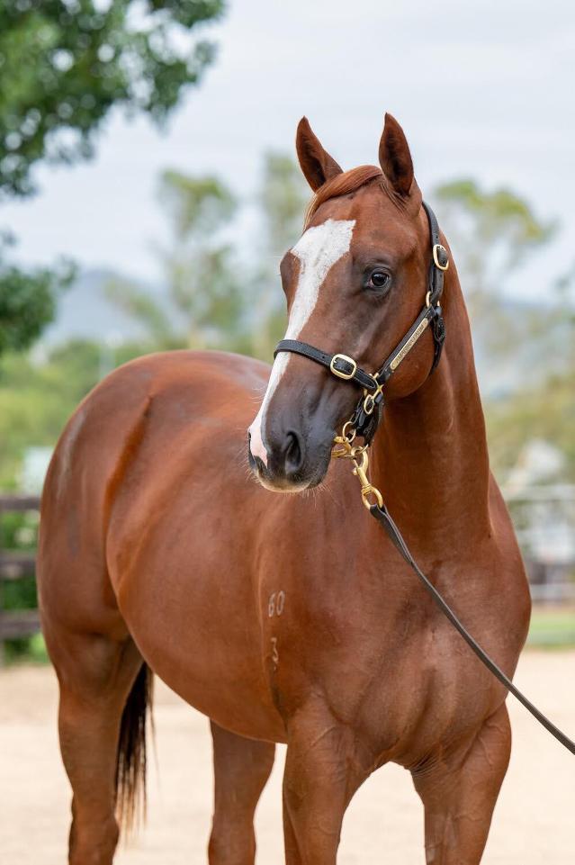 Anders x Fairly Feline Colt