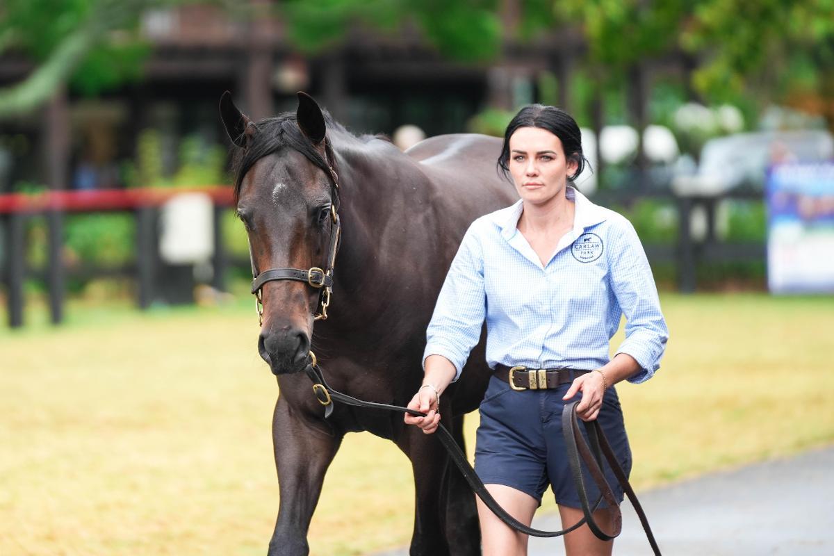 Savabeel/Irish Cream '23