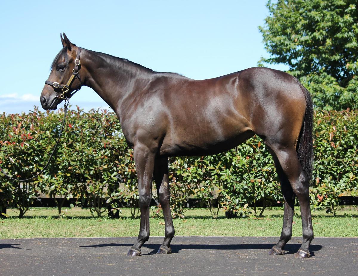 Savabeel/Irish Cream '23