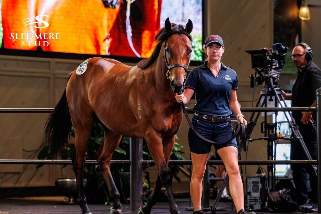 Too Darn Hot x Saunter colt