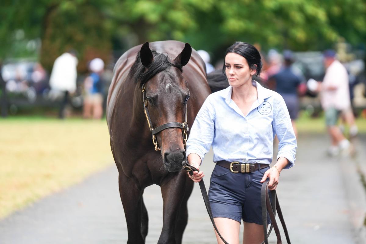 Savabeel/Irish Cream '23