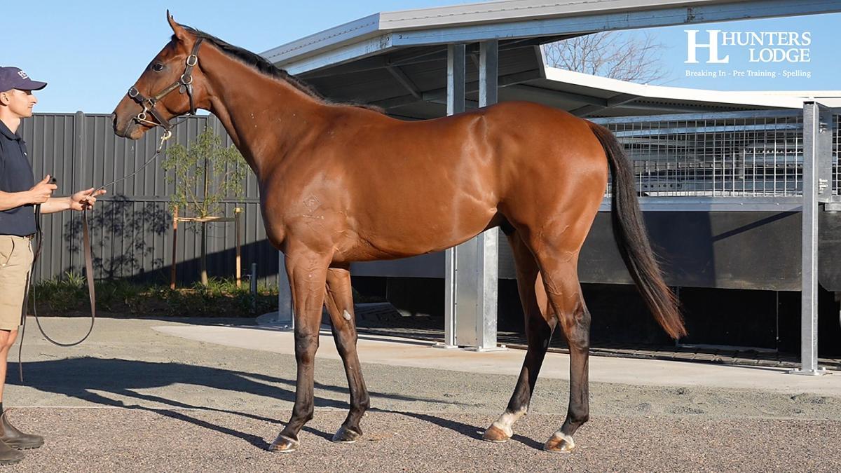 Portland Sky x Tumbler '24 Gelding