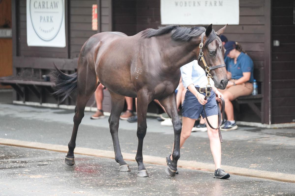 Savabeel/Irish Cream '23