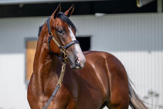 Stay Inside x Prize Draw colt