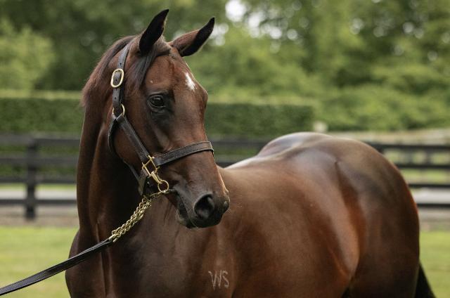 Super Seth X River Flow '24 Filly