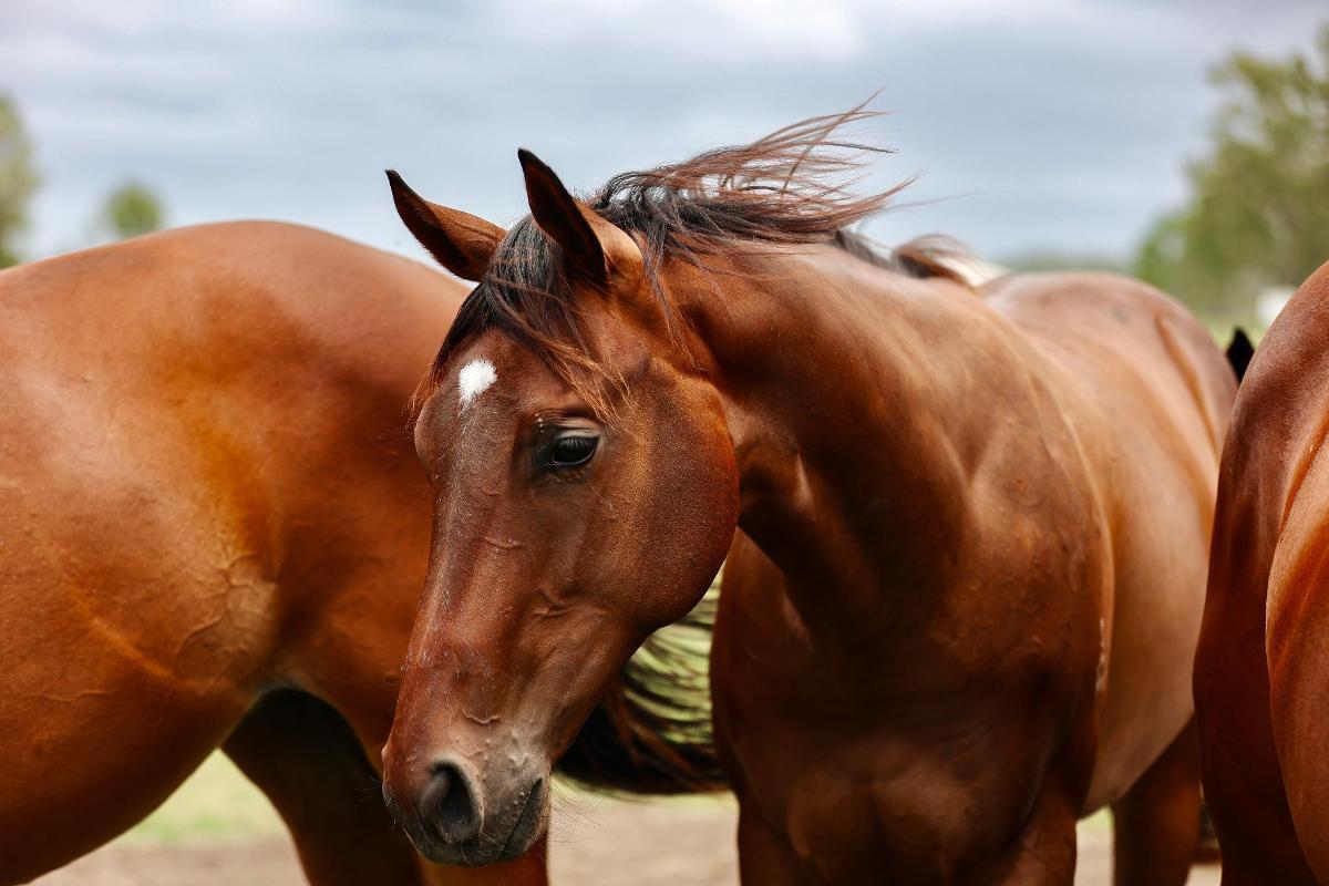 Hitotsu x Al Jasrah Filly