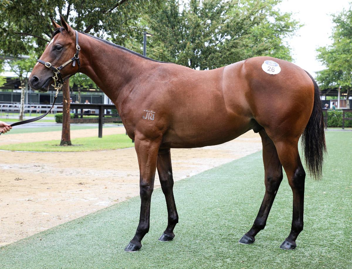 D'Argento x Genie (Snitzel) colt