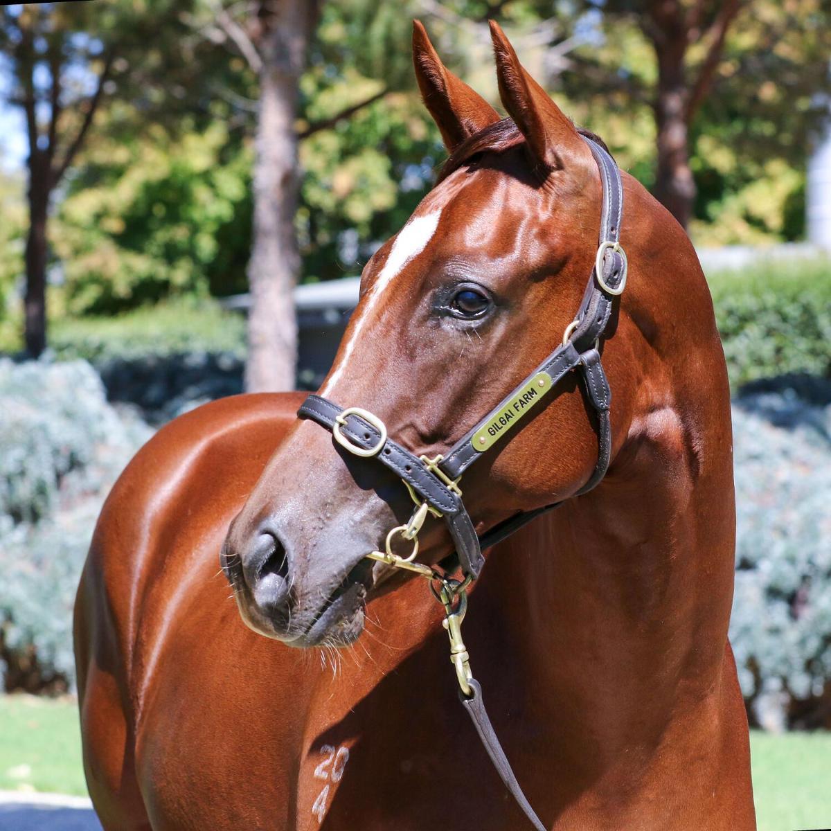 Toronado / Nice For What 24 F