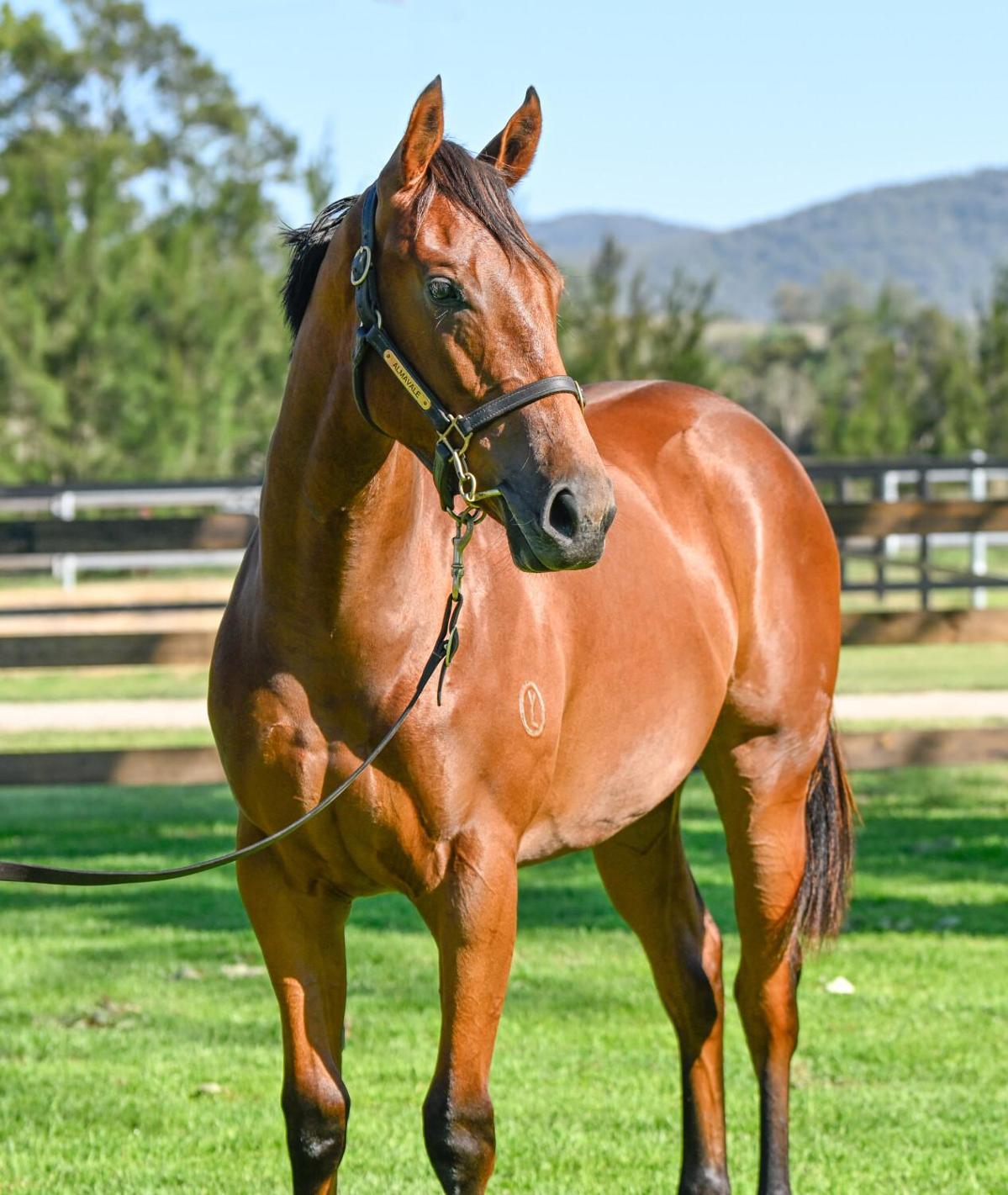 Tagaloa X Maui Girl '26 Filly