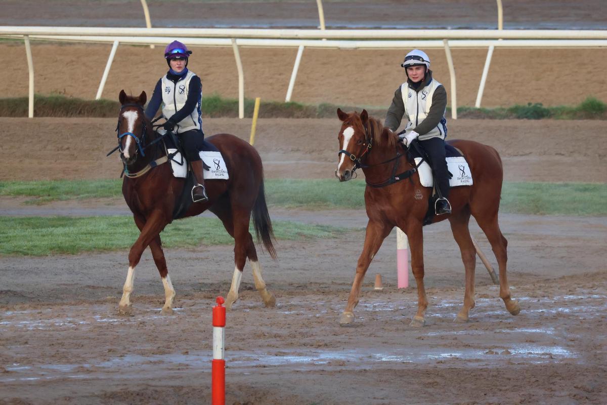 Anders x Fairly Feline Colt