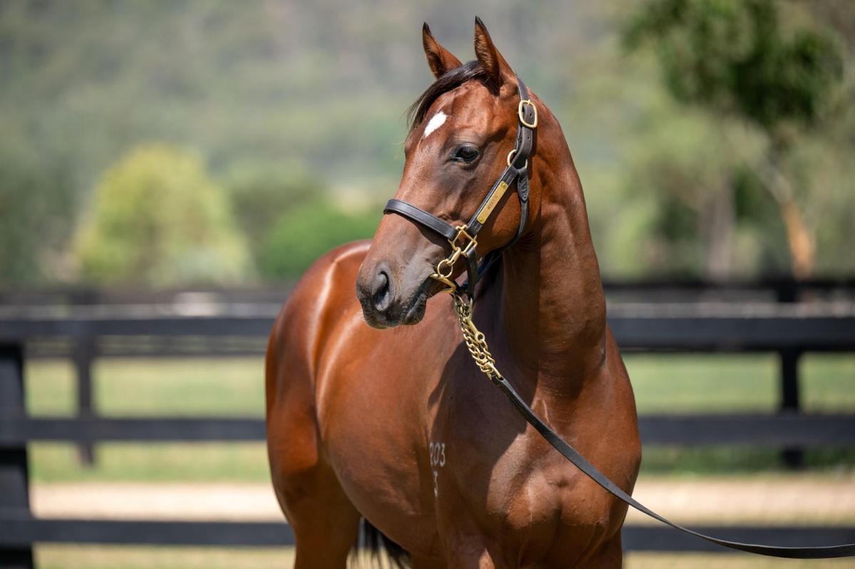 Zousain x Chicago filly