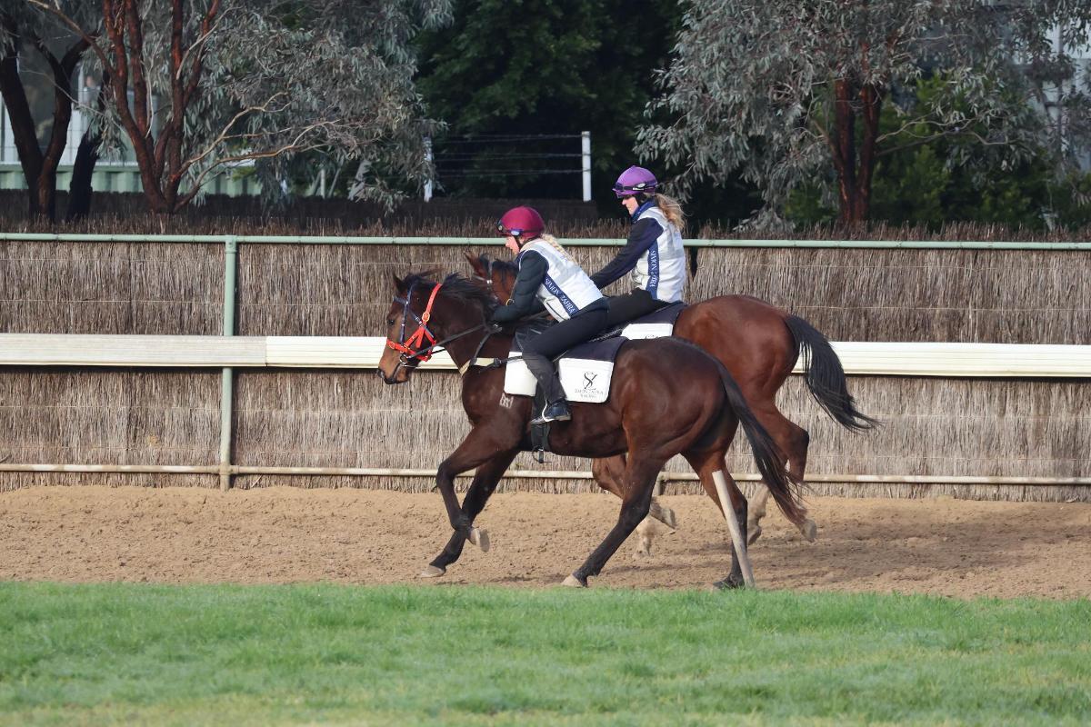 Brutal x Rock The World Colt