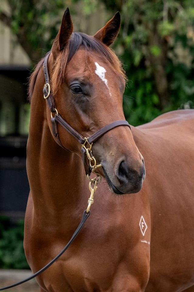 Better Than Ready x Flying 24F