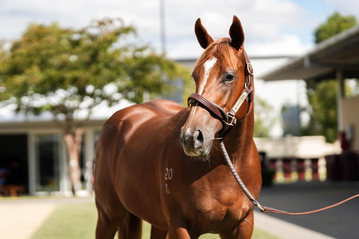 Zoustar x Every Rose filly