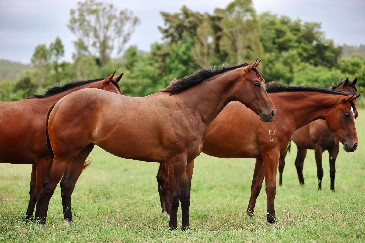 Hitotsu x Al Jasrah Filly