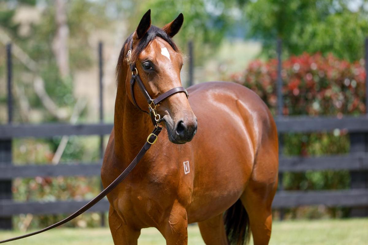 Dundeel x Podravina NZ Filly