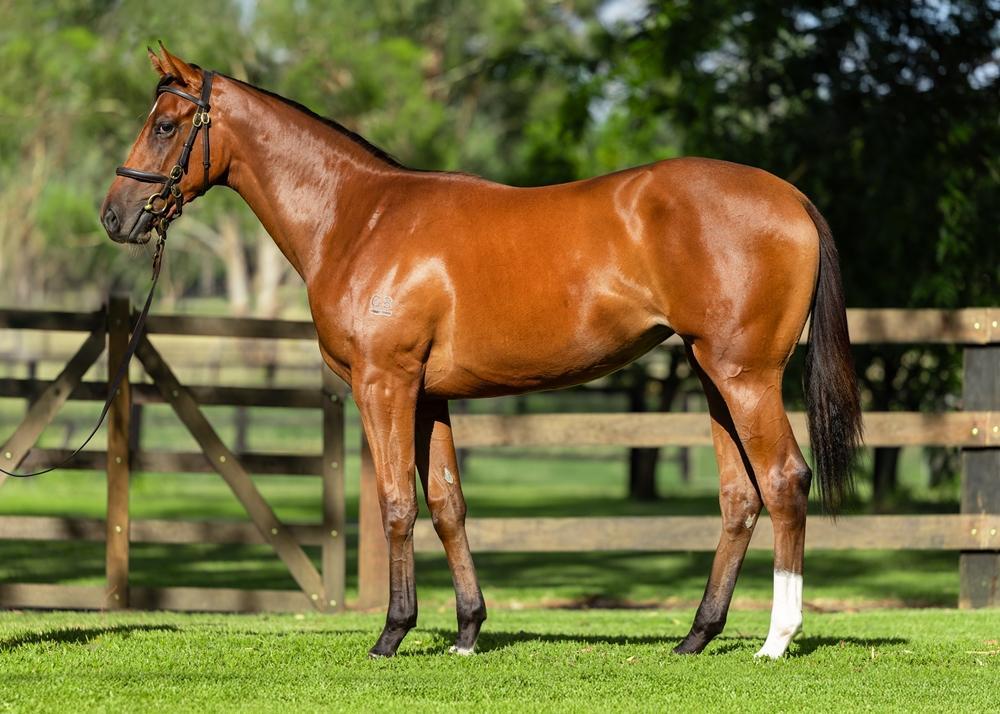 Castelvecchio filly X Charm School