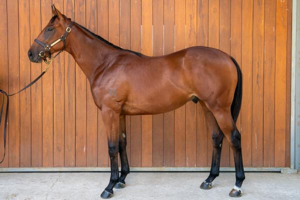 Portland Sky x Penglase colt