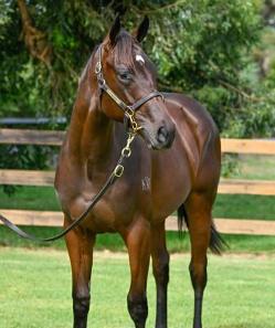 xOne More Try (Jacquinot)