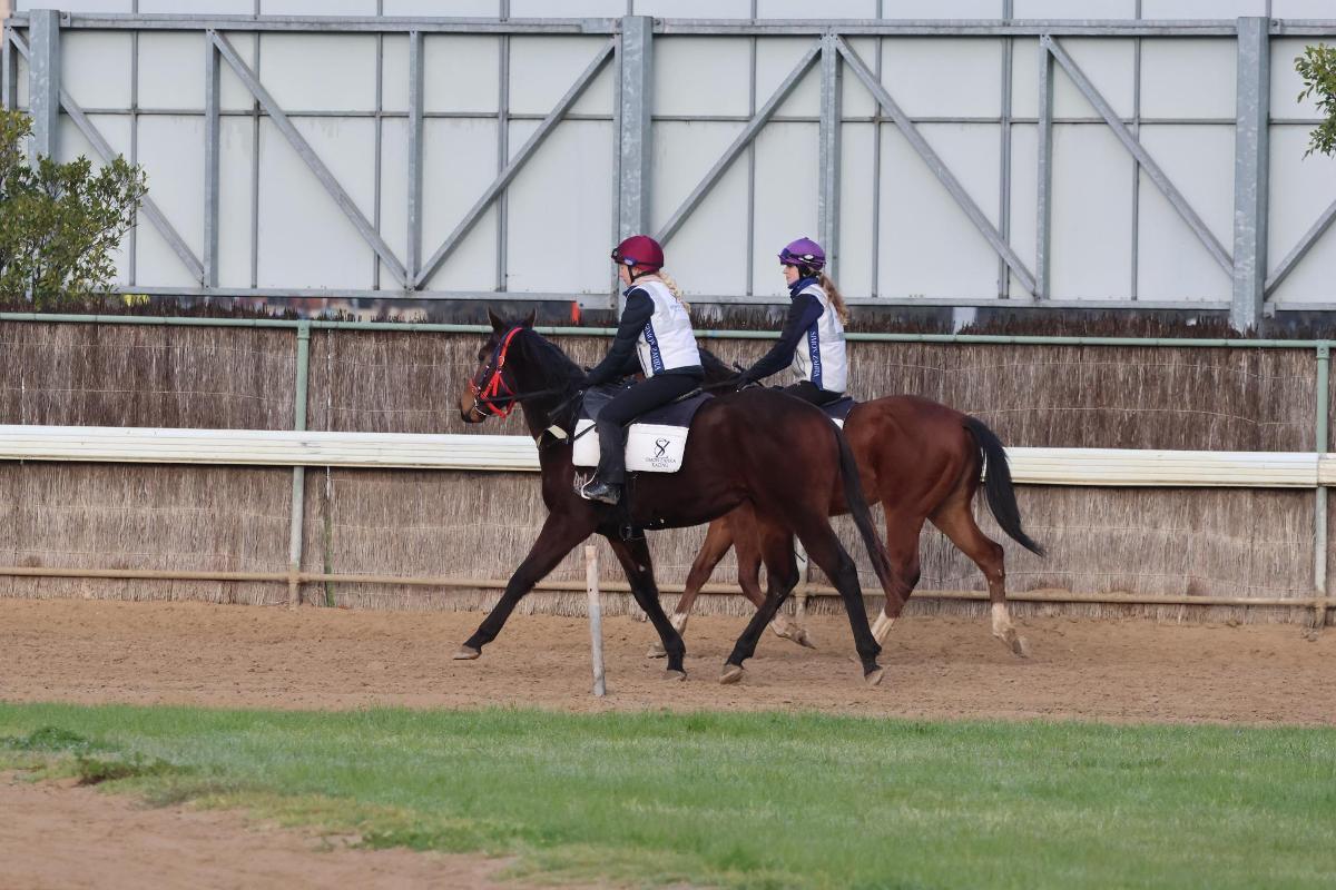 Brutal x Rock The World Colt