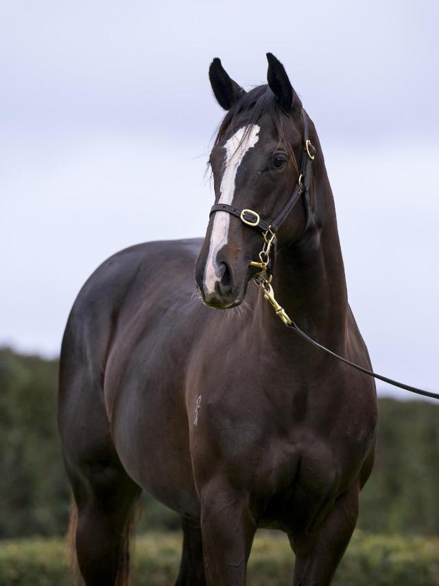 Bruckner x Autumn Zest Filly