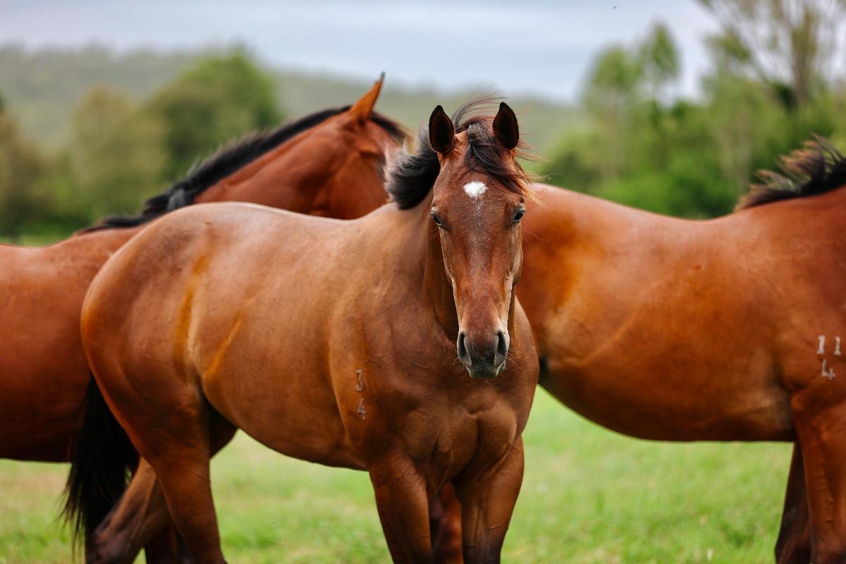 Hitotsu x Al Jasrah Filly