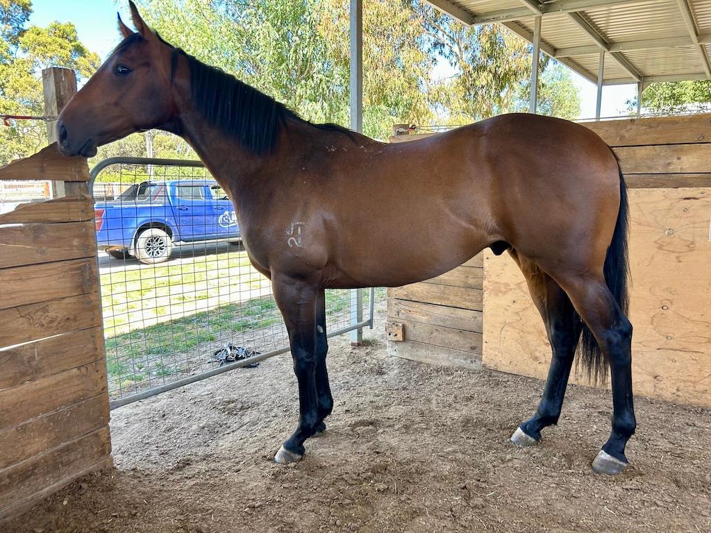 Supido x Dinkum Diamond