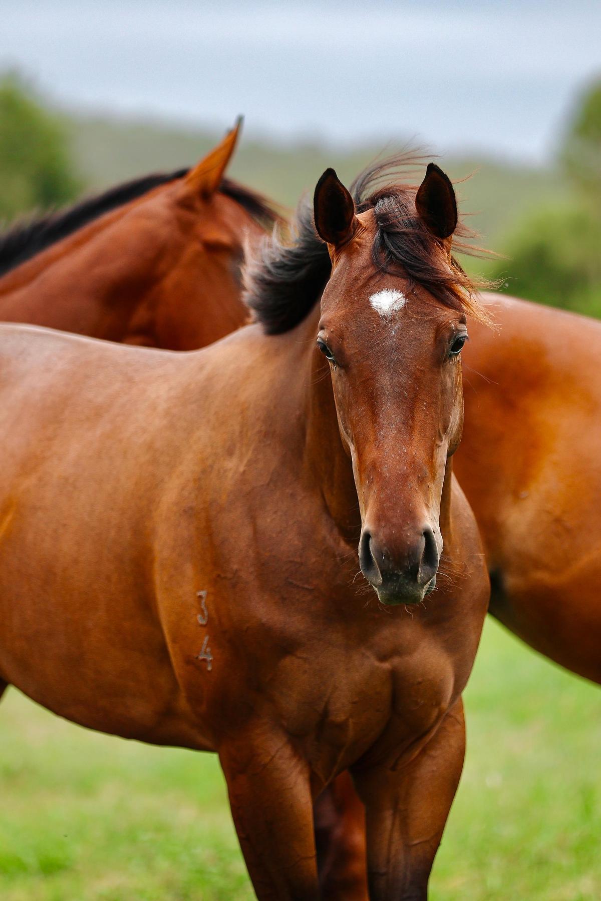 Hitotsu x Al Jasrah Filly